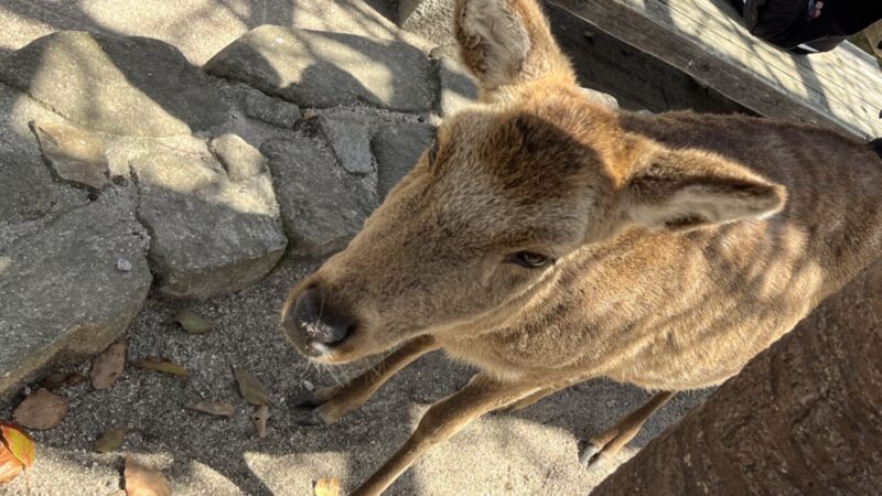 宮島の鹿のアップ