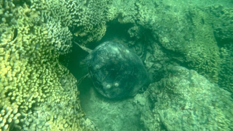 サンドバーシュノーケリングのウミガメ