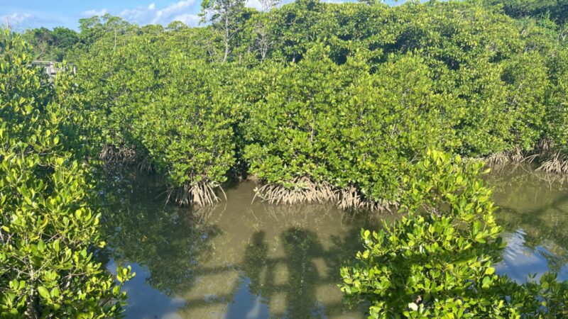 生い茂る島尻マングローブ林