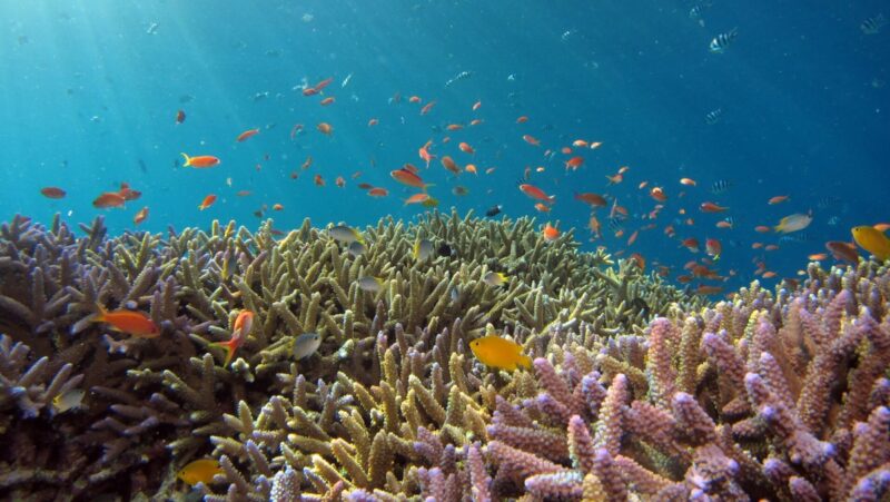 色とりどりのサンゴ礁と熱帯魚