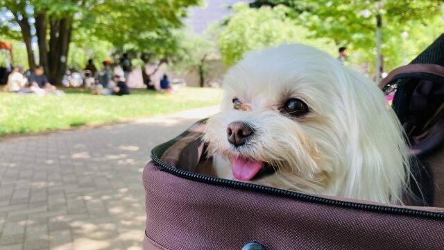 公園でドッグキャリーから顔を出す犬